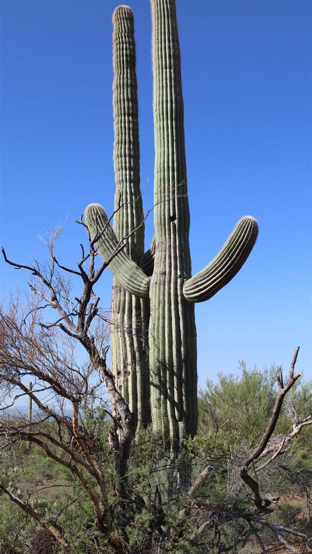 1284x2778 saguaro national park - saguaro national park iPhone Wallpaper
