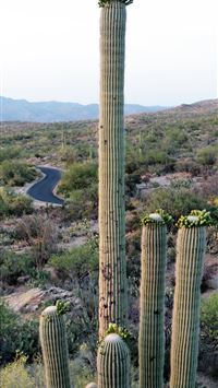 saguaro national park wallpaper