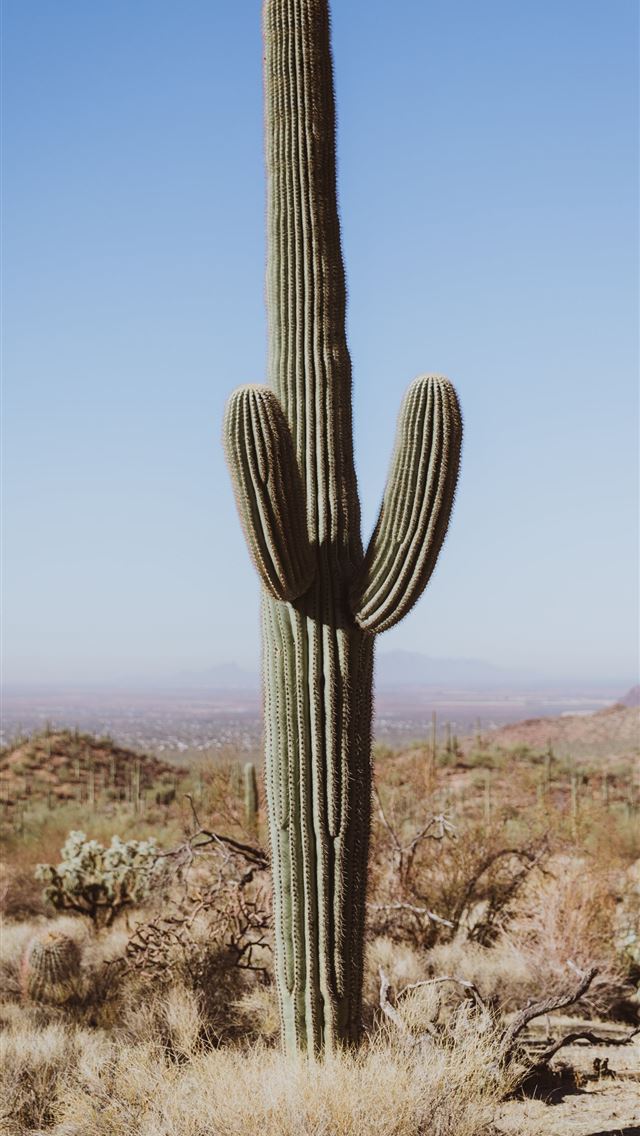 1284x2778 saguaro national park - saguaro national park iPhone Wallpaper