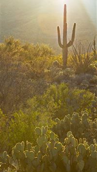 saguaro national park wallpaper