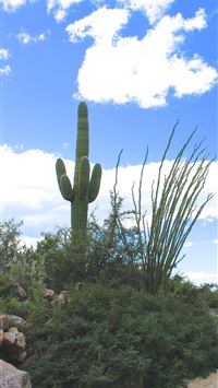 saguaro national park wallpaper
