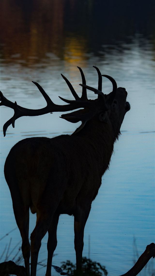 1284x2778 hunting - hunting iPhone Wallpaper