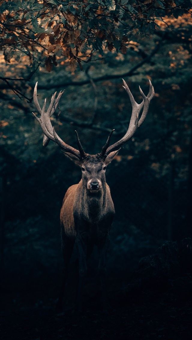 1284x2778 hunting - hunting iPhone Wallpaper