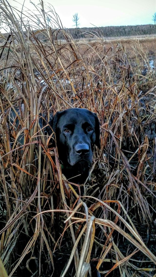 1284x2778 hunting - hunting iPhone Wallpaper