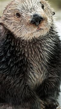 otters wallpaper