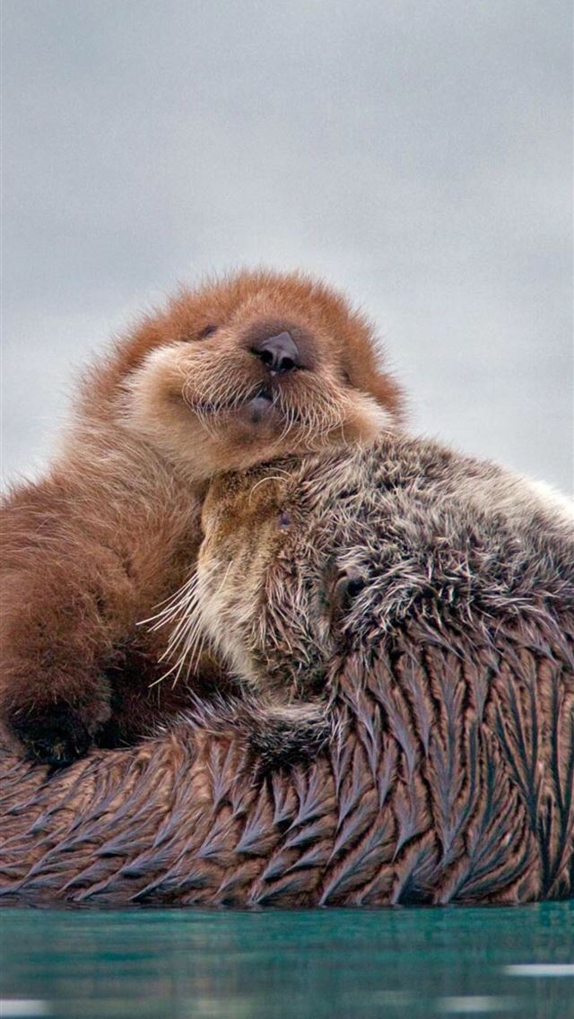 1284x2778 otters - otters iPhone Wallpaper