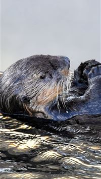 otters wallpaper