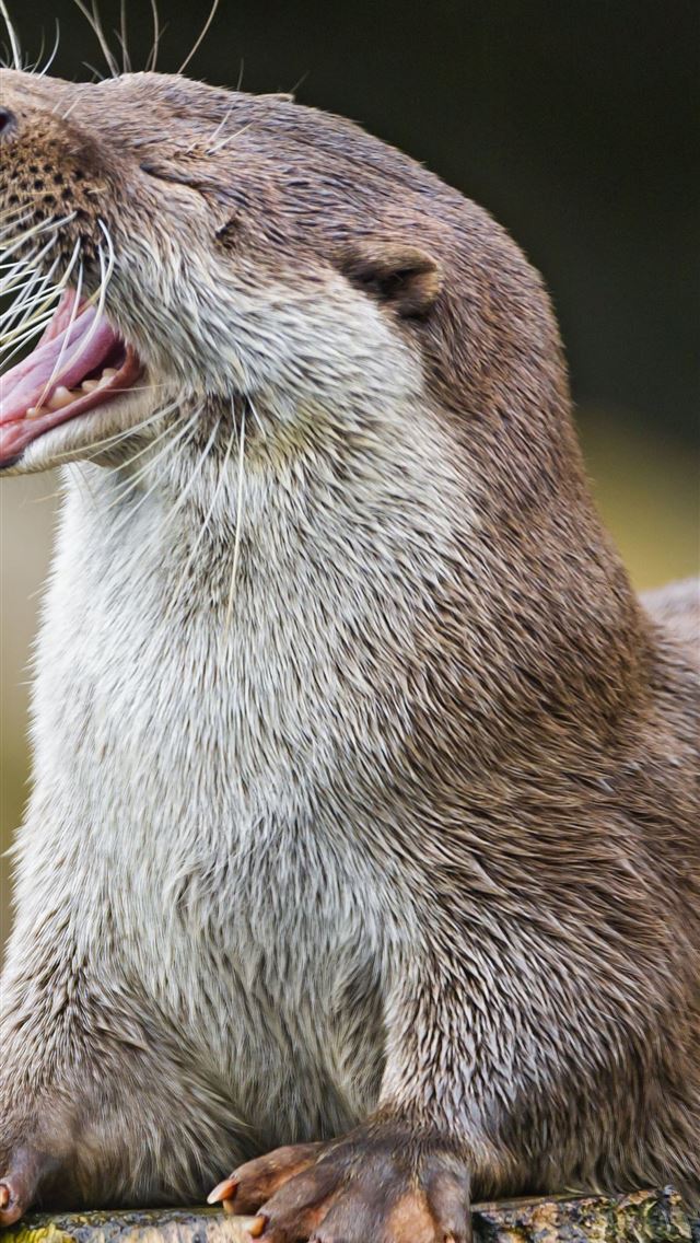 1284x2778 otters - otters iPhone Wallpaper