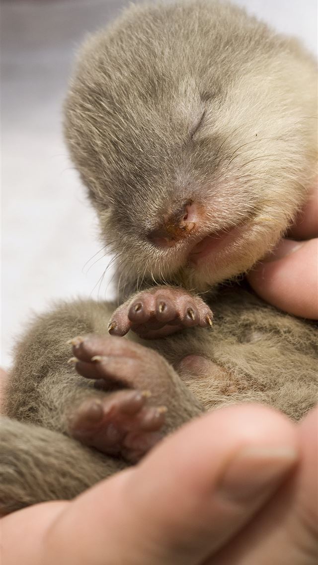 1284x2778 otters - otters iPhone Wallpaper