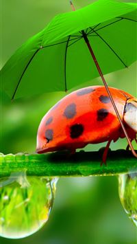 ladybird beetle wallpaper