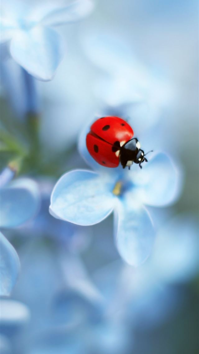 1284x2778 ladybird beetle - ladybird beetle iPhone Wallpaper
