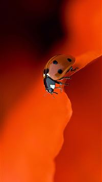 ladybird beetle wallpaper