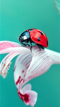 ladybird beetle wallpaper