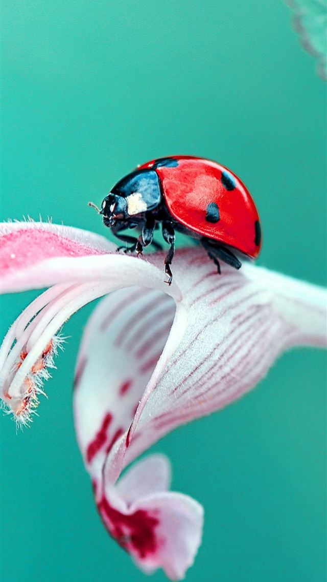 1284x2778 ladybird beetle - ladybird beetle iPhone Wallpaper