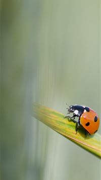 ladybird beetle wallpaper