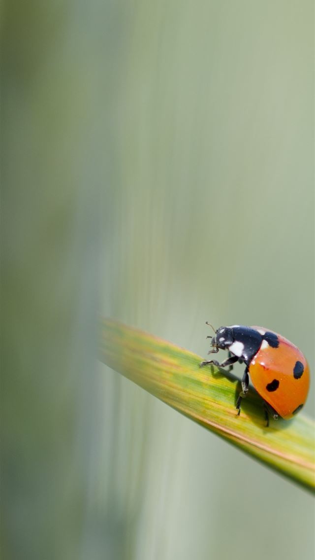 1125x2436 ladybird beetle - ladybird beetle iPhone Wallpaper