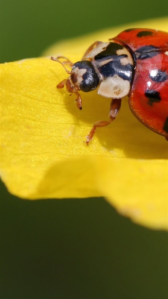 1284x2778 ladybird beetle - ladybird beetle iPhone Wallpaper