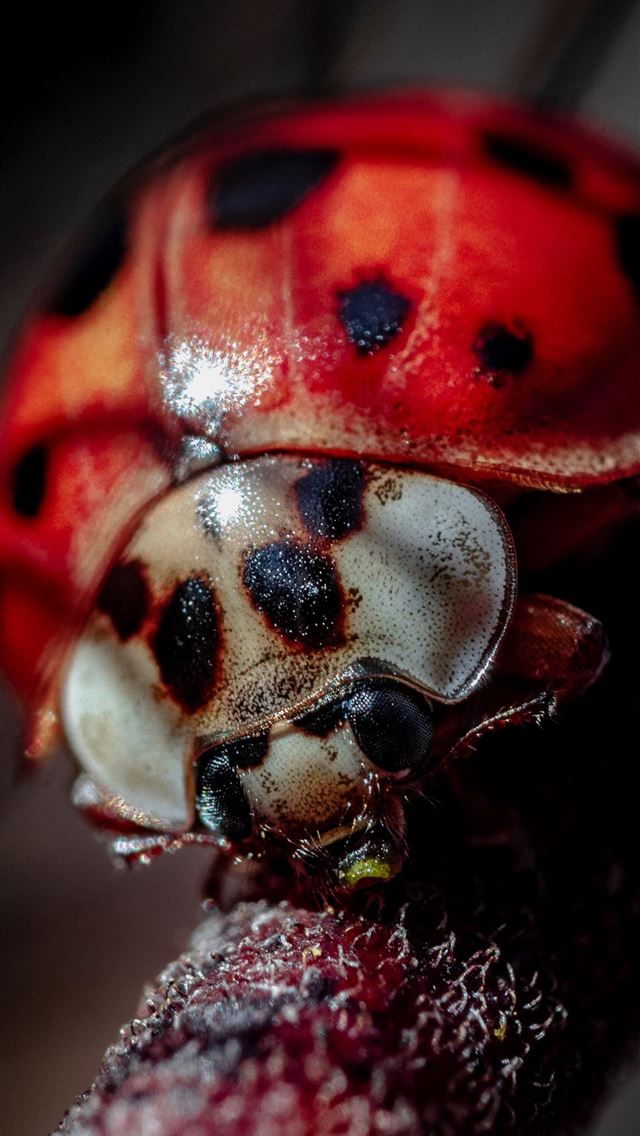 1284x2778 ladybird beetle - ladybird beetle iPhone Wallpaper