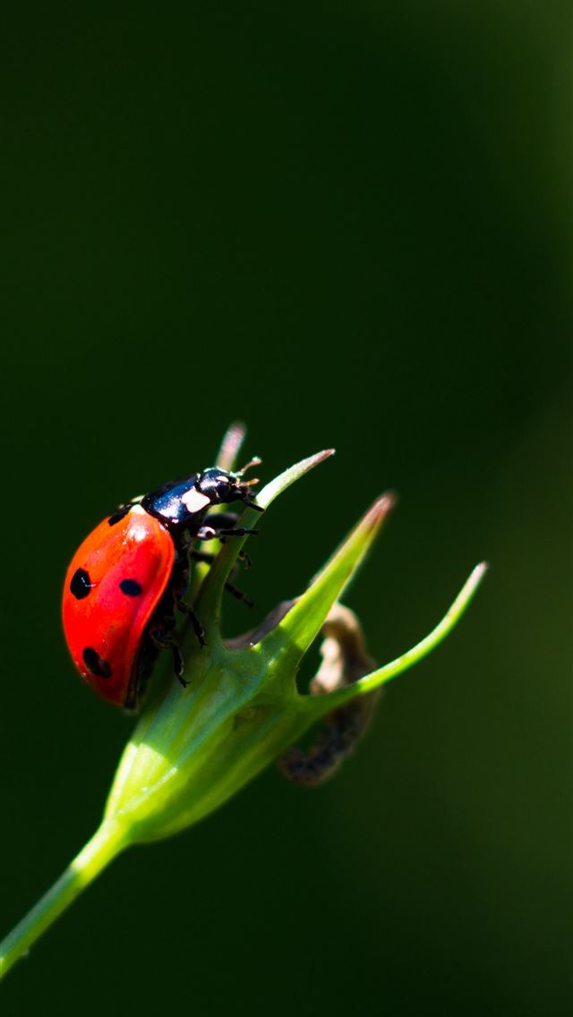 1284x2778 ladybird beetle - ladybird beetle iPhone Wallpaper