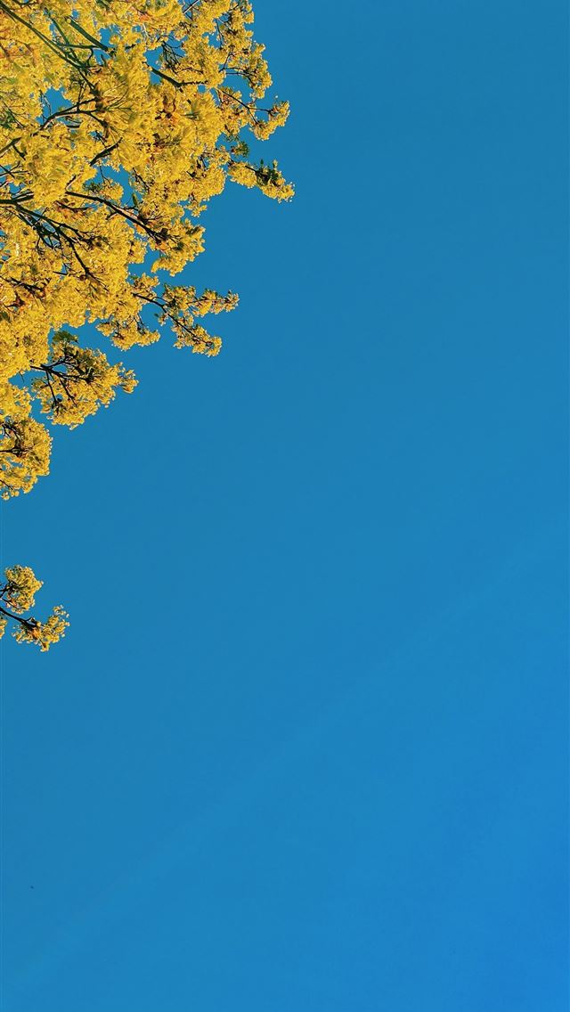 1284x2778 honduras - honduras iPhone Wallpaper