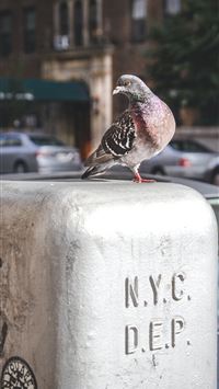 columbidae wallpaper