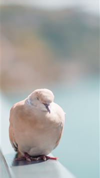 columbidae wallpaper