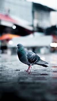 columbidae wallpaper