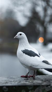 columbidae wallpaper