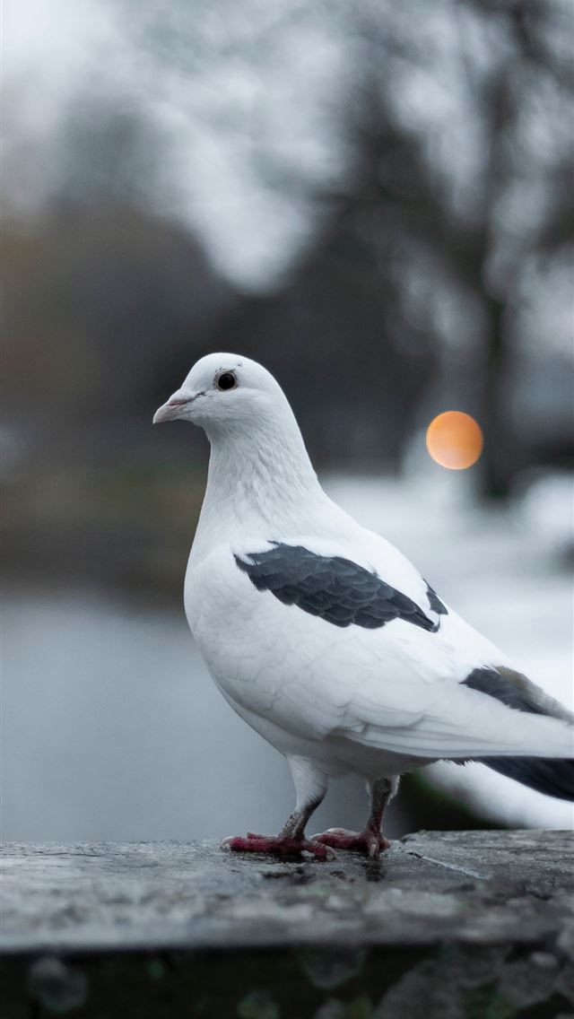 1284x2778 columbidae - columbidae iPhone Wallpaper