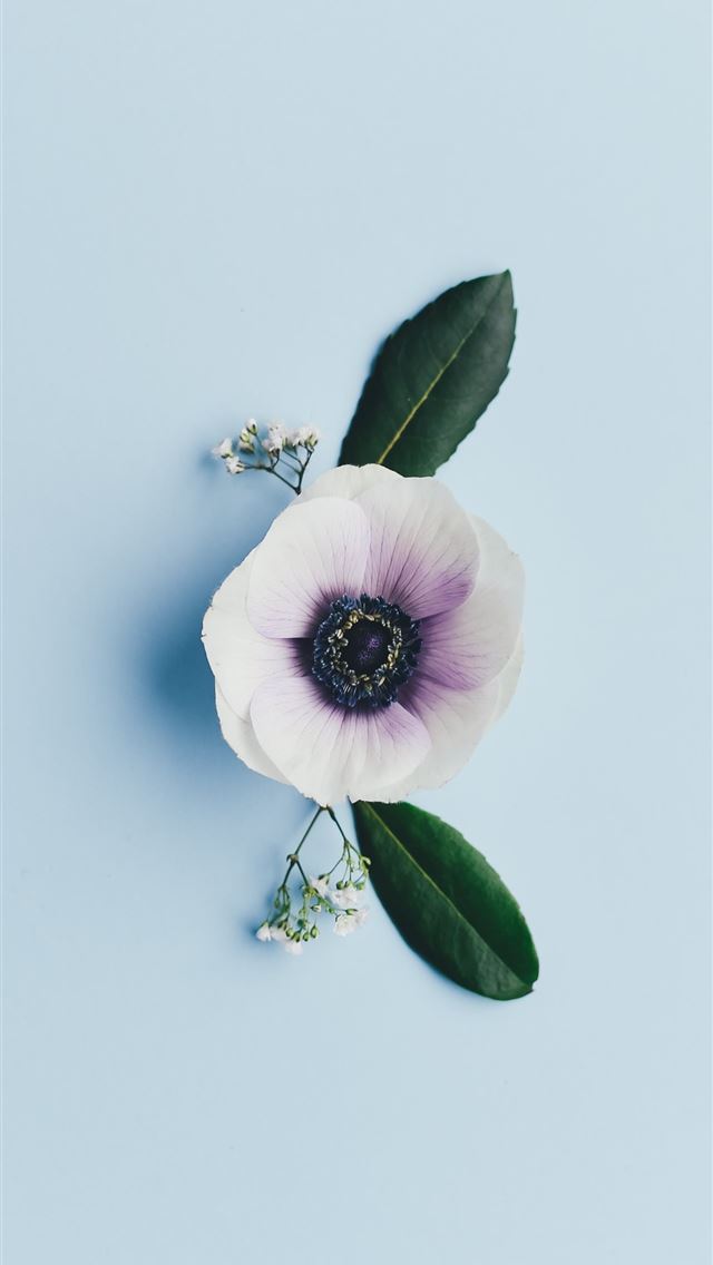 1284x2778 white petaled flower - diamond iPhone Wallpaper