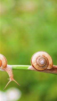 snails wallpaper