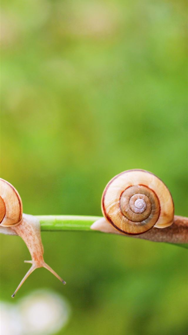 1284x2778 snails - snails iPhone Wallpaper