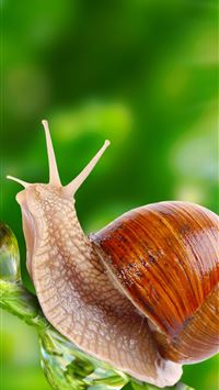 snails wallpaper