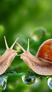 snails wallpaper