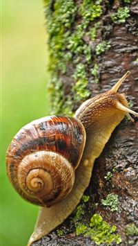 snails wallpaper