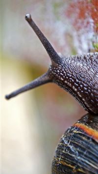 snails wallpaper