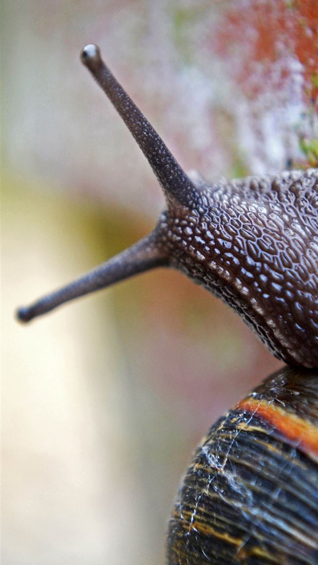 1284x2778 snails - snails iPhone Wallpaper