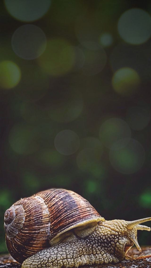 1284x2778 snails - snails iPhone Wallpaper