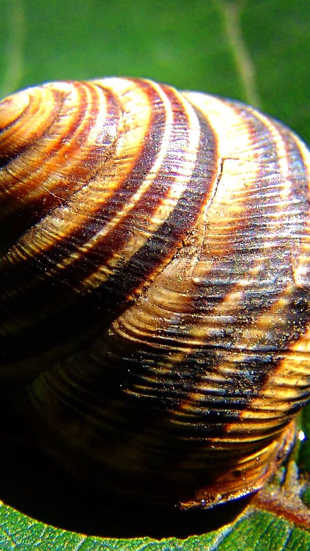 1284x2778 snails - snails iPhone Wallpaper