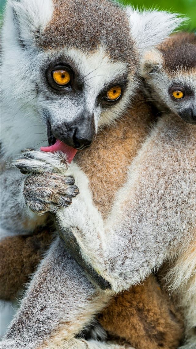 1284x2778 lemurs - lemurs iPhone Wallpaper