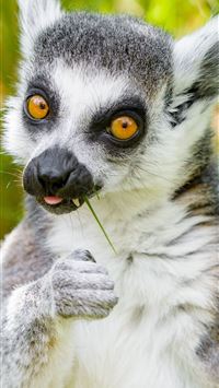 lemurs wallpaper