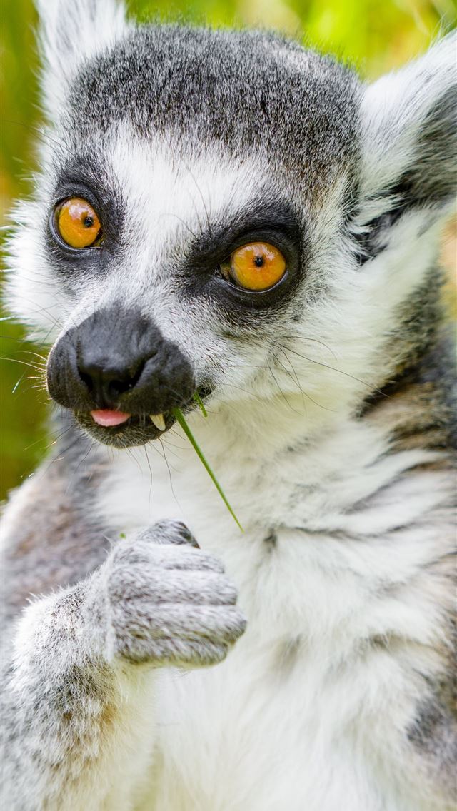 1284x2778 lemurs - lemurs iPhone Wallpaper