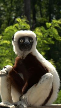 lemurs wallpaper