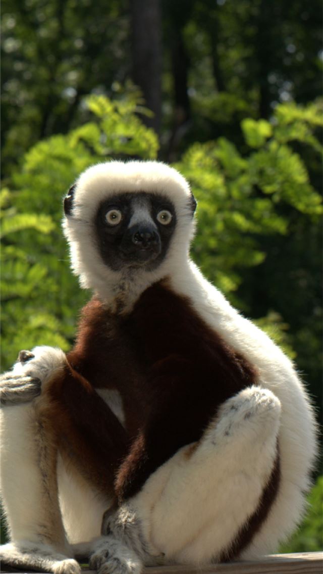1284x2778 lemurs - lemurs iPhone Wallpaper