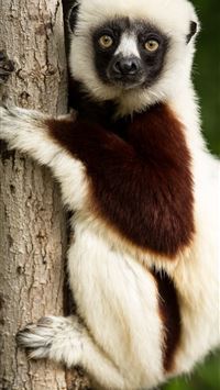 lemurs wallpaper
