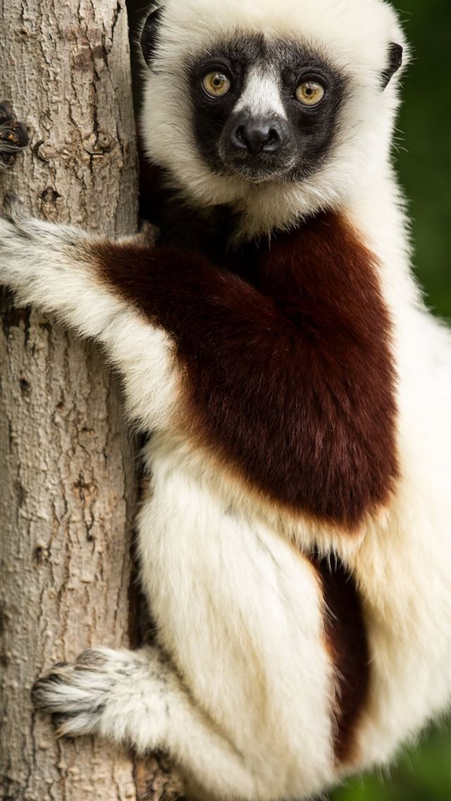 1284x2778 lemurs - lemurs iPhone Wallpaper