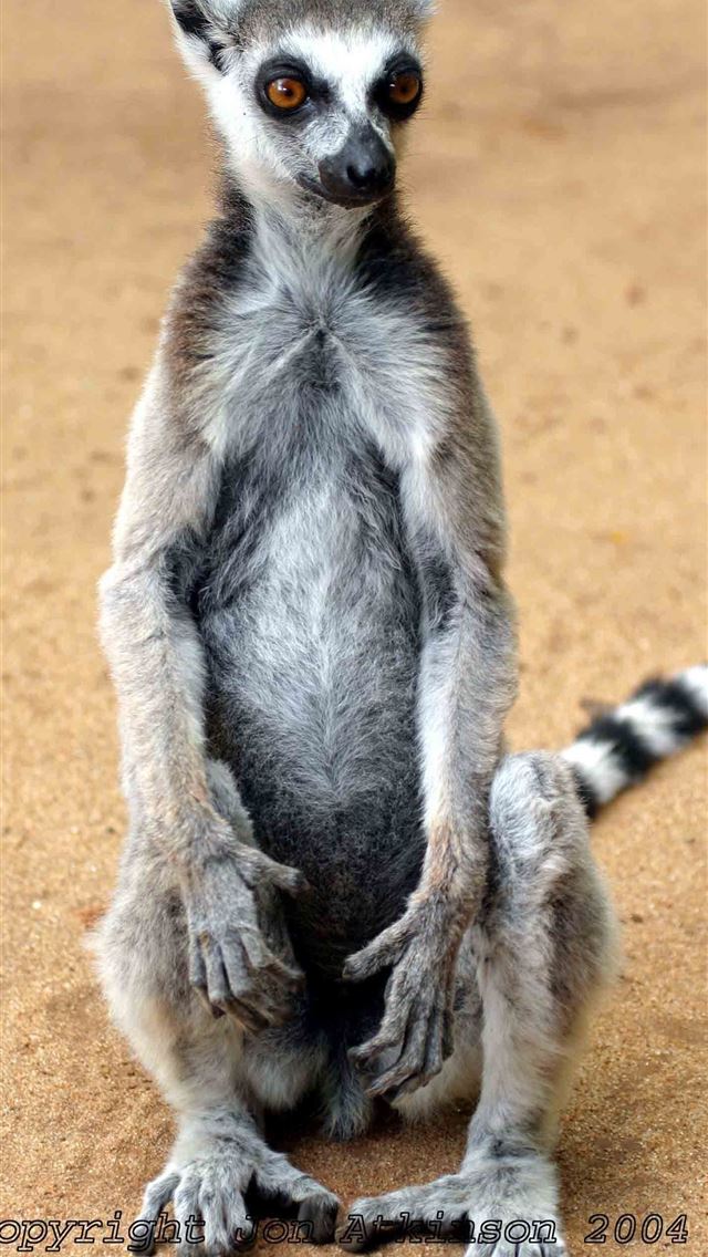 1284x2778 lemurs - lemurs iPhone Wallpaper