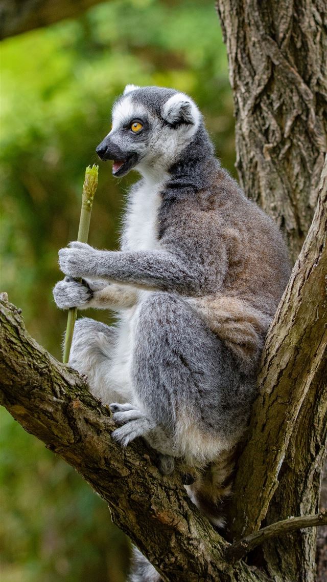 1284x2778 lemurs - lemurs iPhone Wallpaper