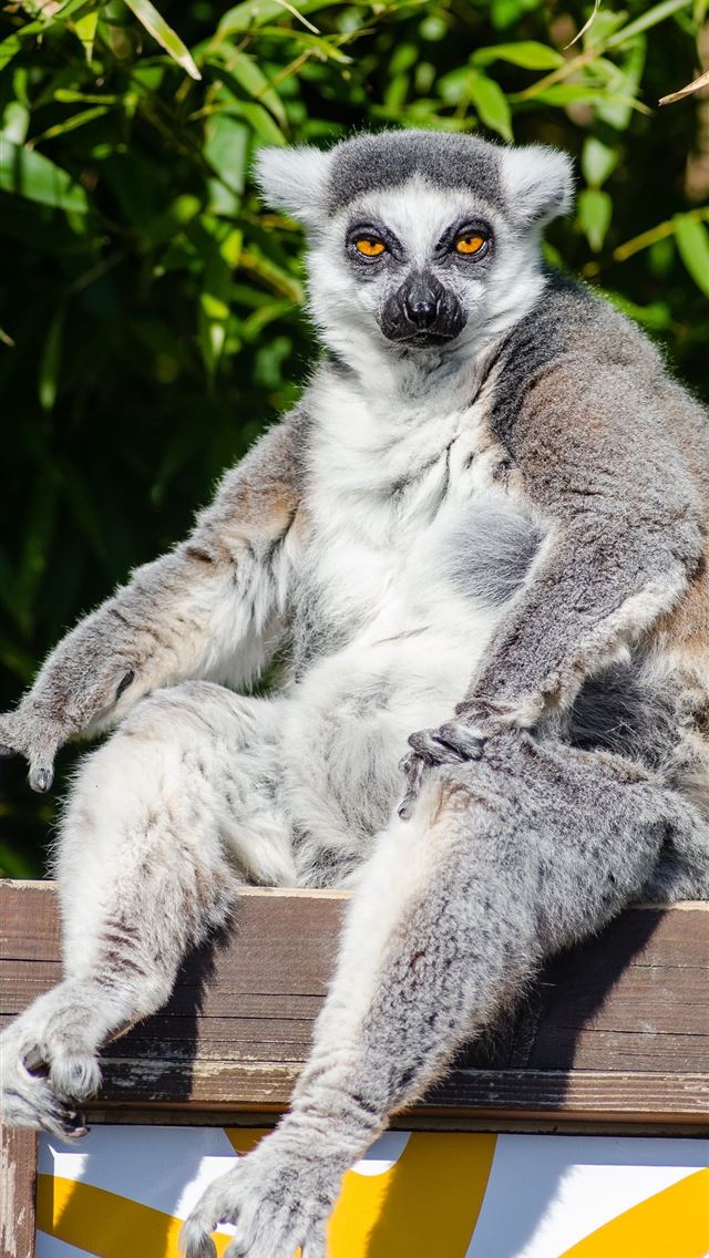 1284x2778 lemurs - lemurs iPhone Wallpaper