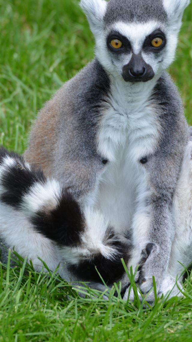 1284x2778 lemurs - lemurs iPhone Wallpaper